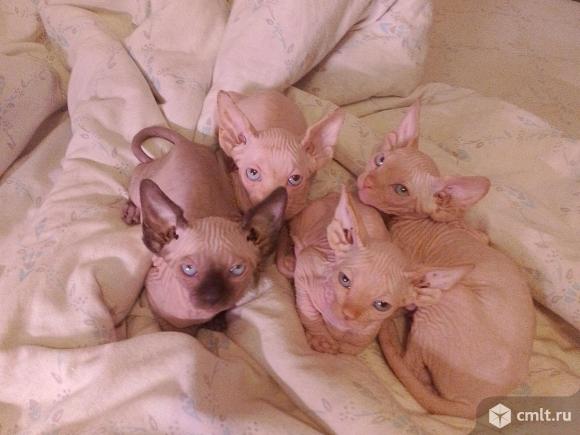 Продам котят Канадского сфинкса.Два мальчика. Фото 11.