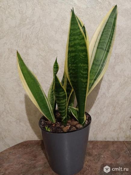 Сансевиерия Лауренти. Фото 1.