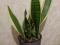 Сансевиерия Лауренти. Фото 1.