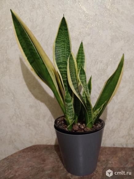 Сансевиерия Лауренти. Фото 2.