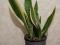 Сансевиерия Лауренти. Фото 2.