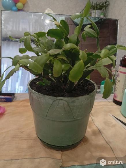 Комнатный цветок Шлюмбергера "Декабрист". Фото 1.