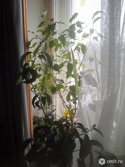 Фикус Бенджамина большой. Фото 1.