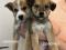 Щенки в добрые руки. Фото 1.