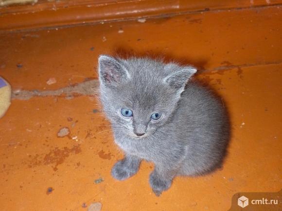 Котят раздаю. Фото 1.