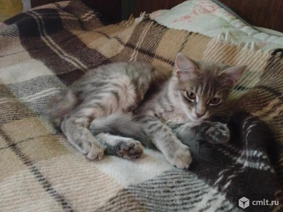 Котят раздаю. Фото 3.