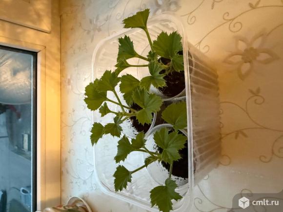 Фиалка розовая, кор.герань. Фото 6.