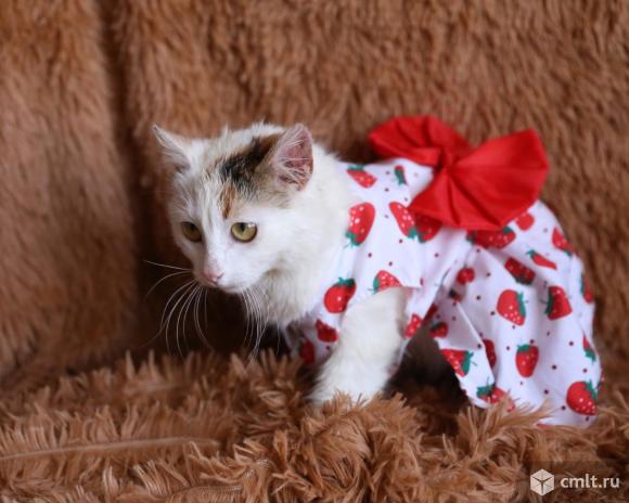 Кошка. Фото 1.