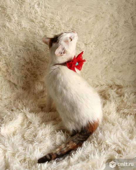 Кошка. Фото 5.