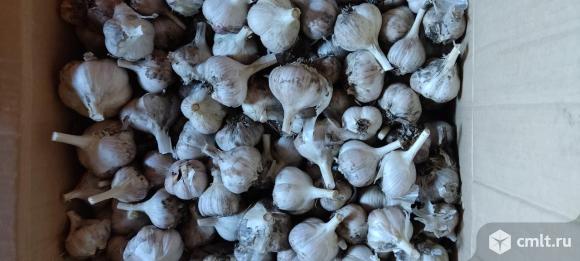 Продажа чеснока. Фото 1.