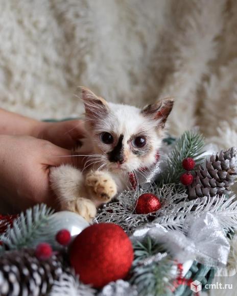 Котята. Фото 1.