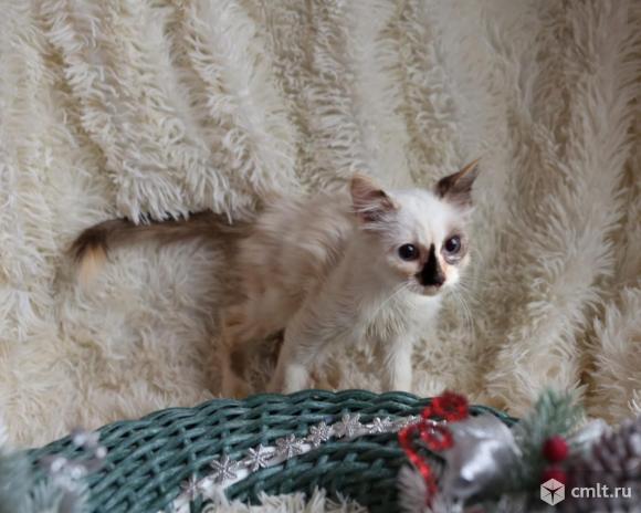 Котята. Фото 3.