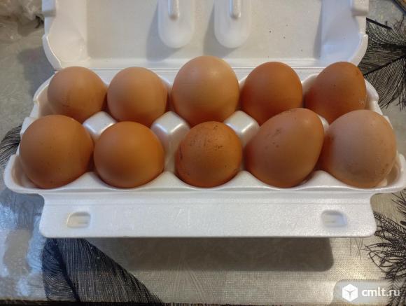 Домашние яйца. Фото 1.