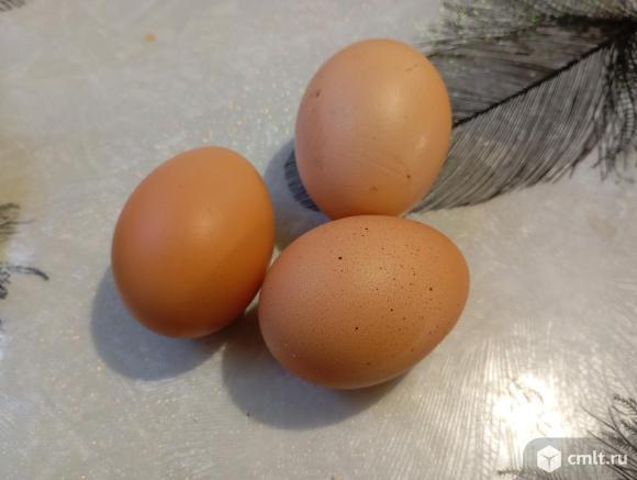 Домашние яйца. Фото 2.