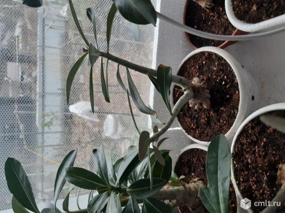 Продаю саженцы-цветы роза пустыни ( адениум). Фото 7.