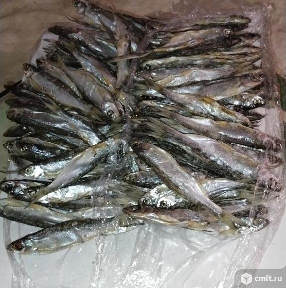 Рыбка уклейка 