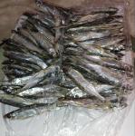 Рыбка уклейка 