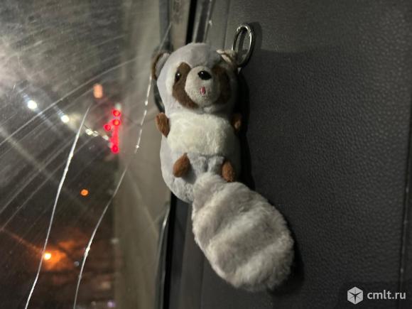 Найден енот у поезда 738. Фото 1.