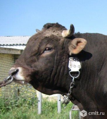 Домашний бык. Фото 1.