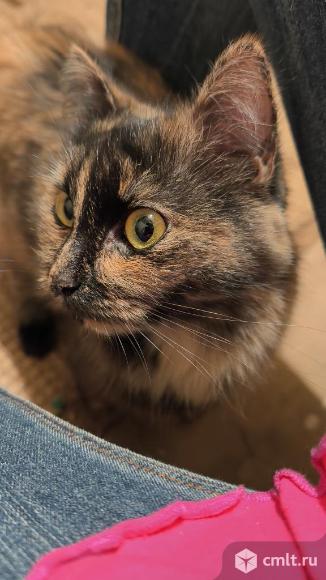 Кошка ищет дом. Фото 1.