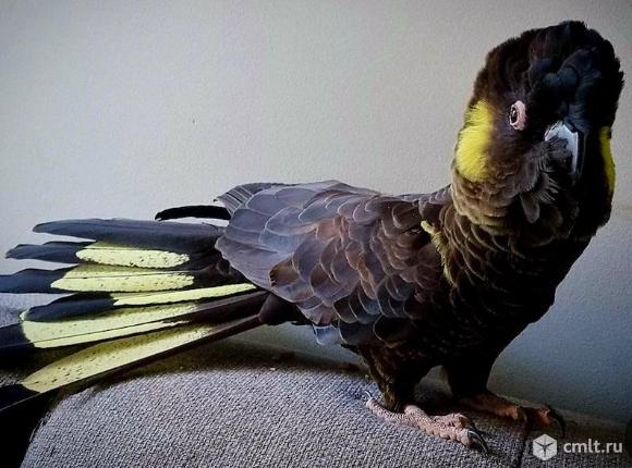 Желтохвостый черный какаду (Zanda funerea) птенцы выкормыши из питомника. Фото 1.