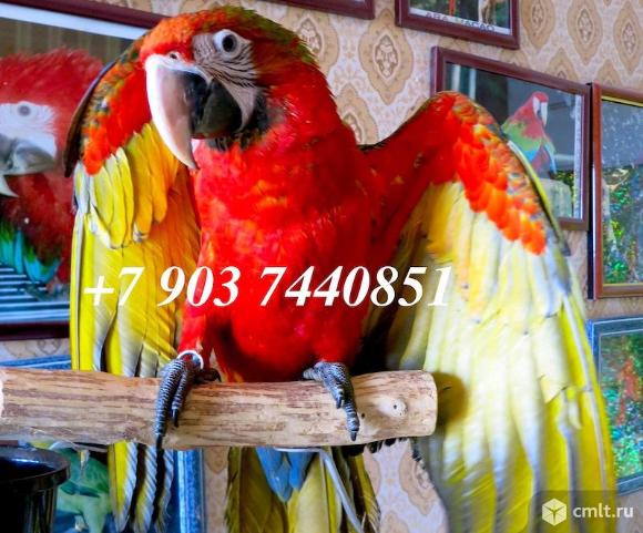 Гибрид ара Тропикана. Фото 1.