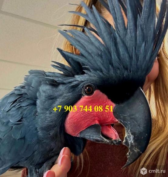 Пальмовый какаду (Probosciger aterrimus) ручные птенцы из питомника. Фото 1.