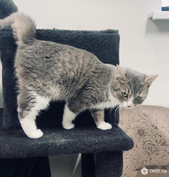 Молодой котик в добрые руки. Фото 3.