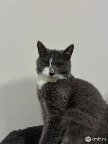 Кошечка в поисках дома. Фото 1.