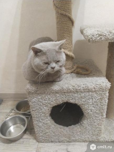 Кот для вязки. Фото 1.