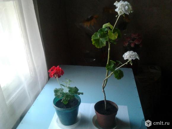 Циссус, сансевиерии, герань. Фото 4.