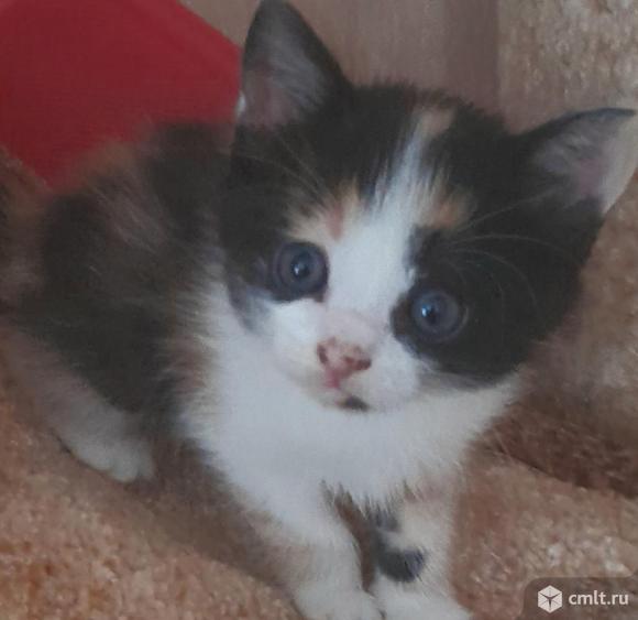 Отдам в добрые руки котят. Фото 1.