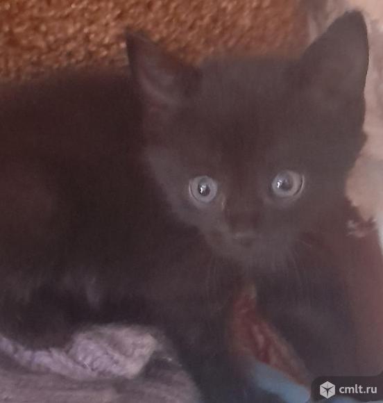 Отдам в добрые руки котят. Фото 2.