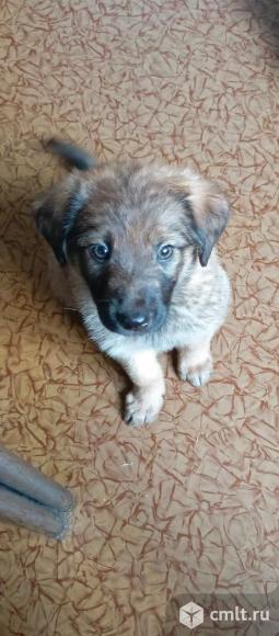 Щенки в добрые руки, спасённые из  опасных условий, ищем хозяев и дом для малышей, вет паспор. Фото 1.