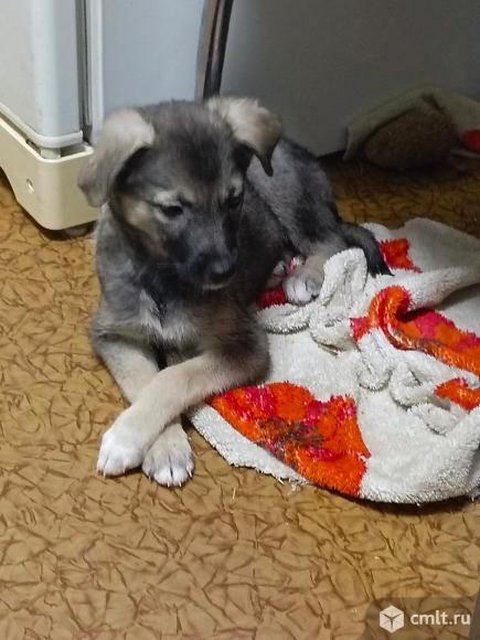 Щенки в добрые руки, спасённые из  опасных условий, ищем хозяев и дом для малышей, вет паспор. Фото 9.