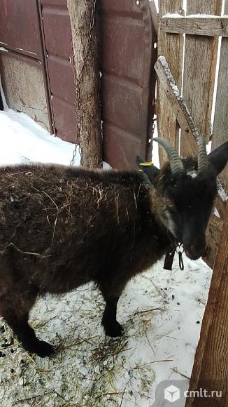 Коза на племя,бараны на мясо и тёлочка. Фото 3.