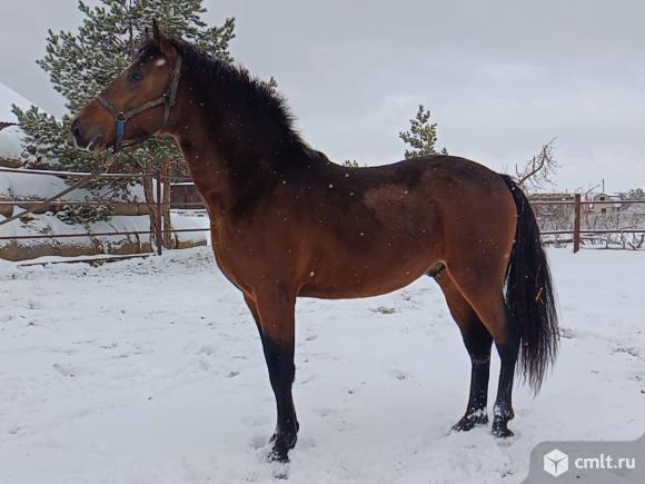 Жеребец. Фото 1.