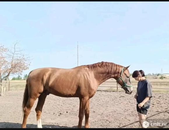 Жеребец. Фото 4.