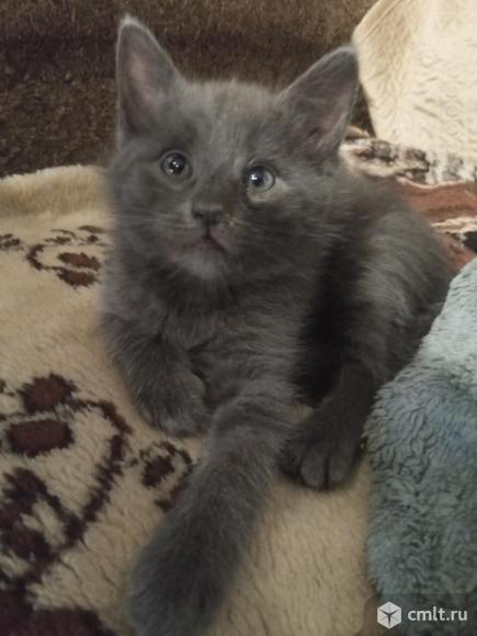 Отдам в хорошие рукм. Фото 1.