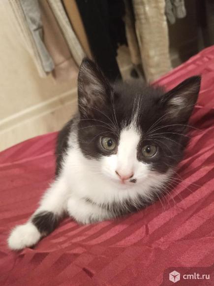 Отдам в хорошие рукм. Фото 2.