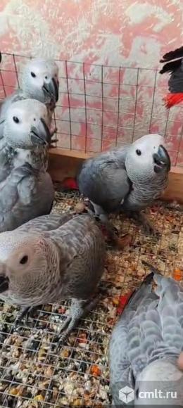 Птенцы Жако. Фото 1.