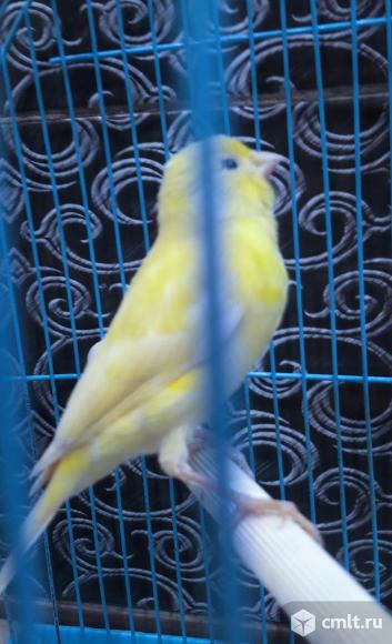 Кенар. Фото 1.