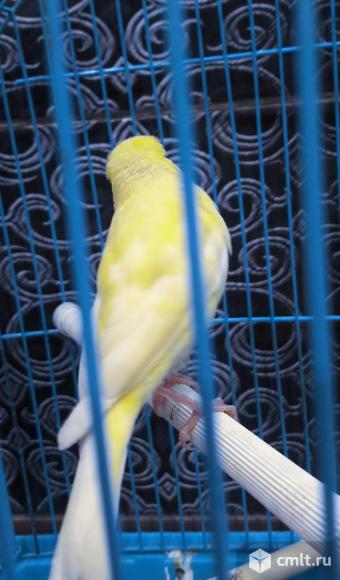 Кенар. Фото 3.