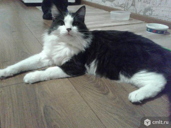 Котенок  Томас  в  добрые    руки. Фото 6.