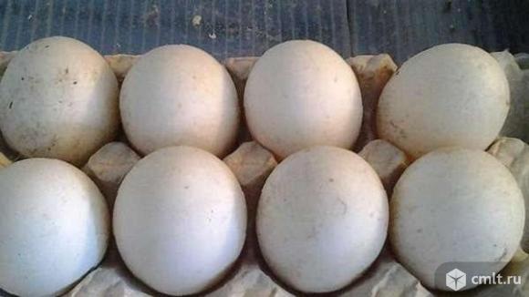 Утиное яйцо. Фото 1.