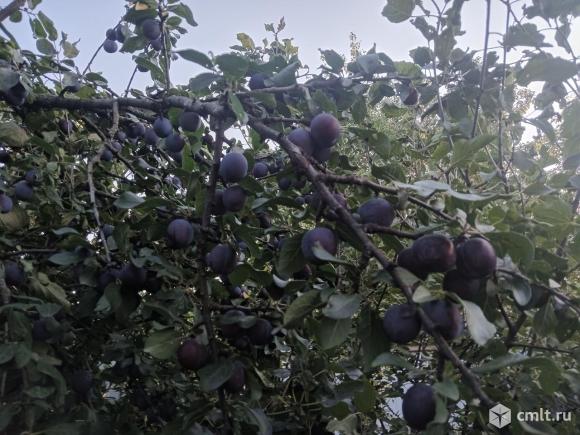 Саженцы сливы.. Фото 1.