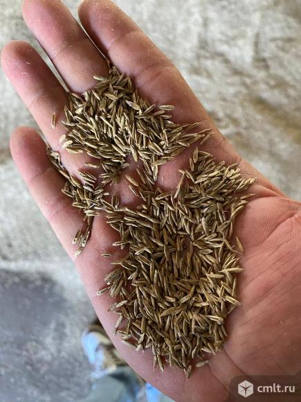 Семена многолетных трав.. Фото 2.