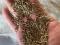 Семена многолетных трав.. Фото 2.