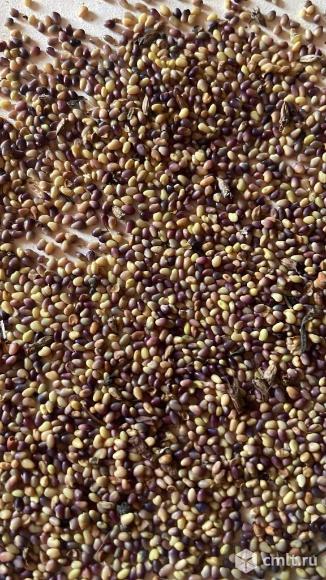 Семена многолетных трав.. Фото 1.