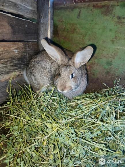 Кролиха. Фото 1.
